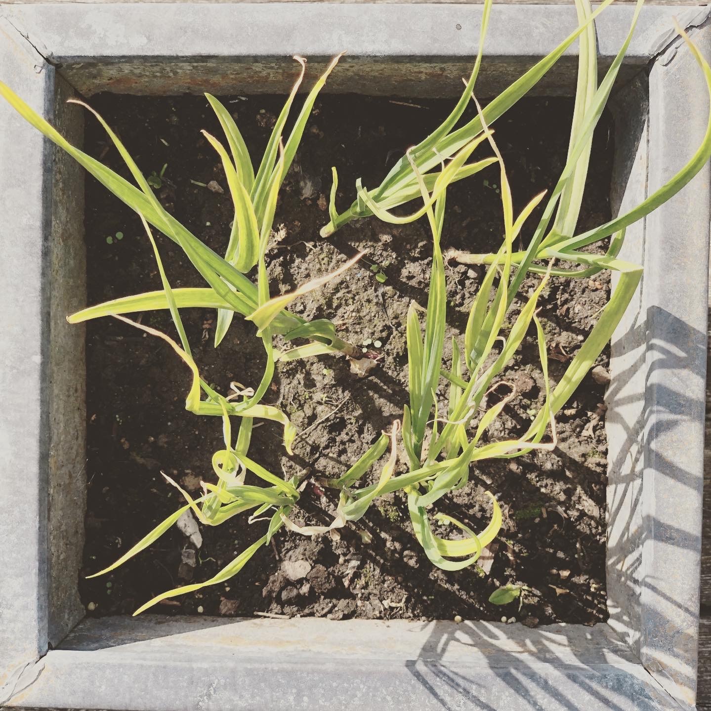 Hvidløg - Koloritten © Kirsten K Kester