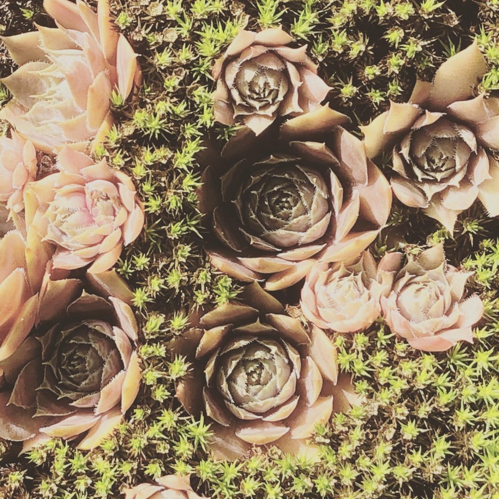 Det blomstrer lige&nbsp;nu