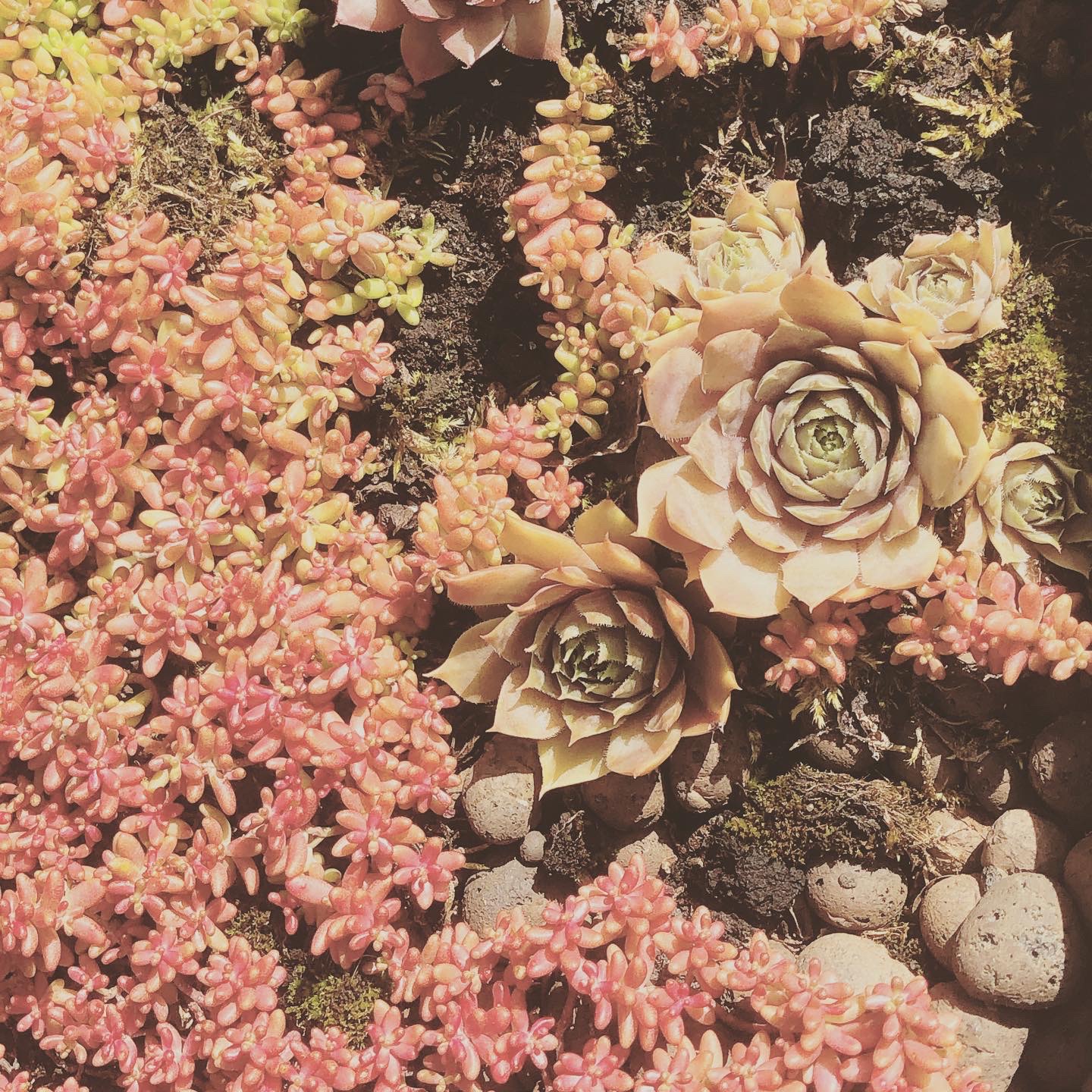 Zenhave - Koloritten © Kirsten K Kester