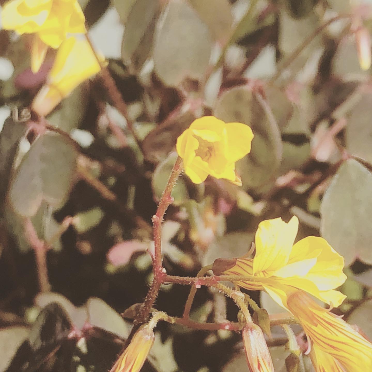 Skovsyre - Koloritten © Kirsten K Kester